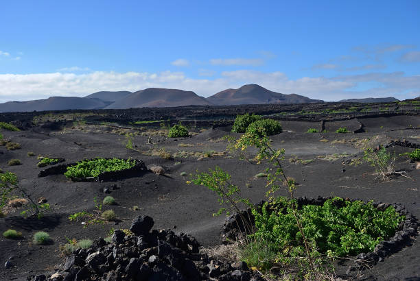 istock Lanzarote vineyards. Canary Island. Spain 1262614067