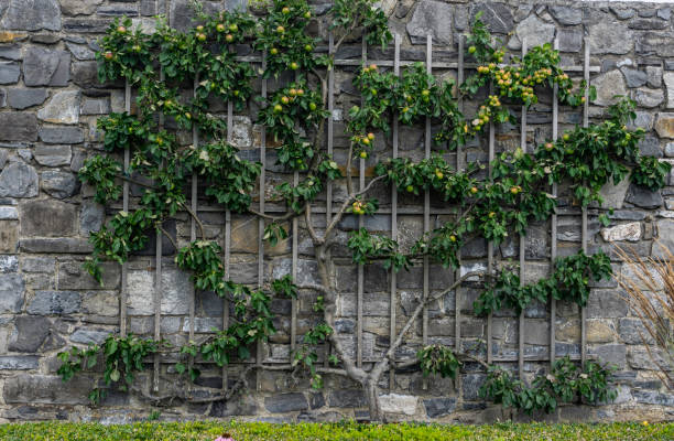 an espalier trained apple tree, an espalier trained apple tree, with ripening apples  growing against an old brick wall. trellis photos stock pictures, royalty-free photos & images
