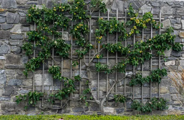an espalier trained apple tree, with ripening apples  growing against an old brick wall.