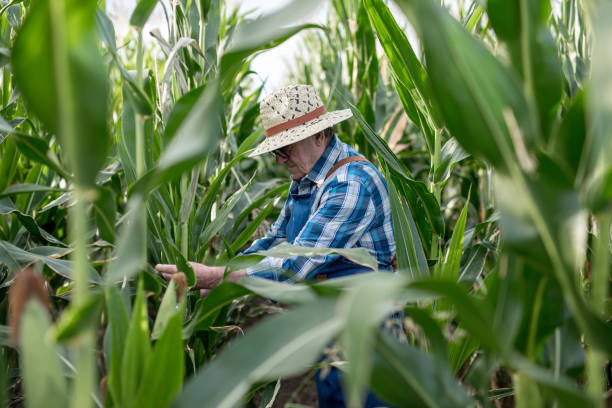 istock The harvest will be very good 1262615239