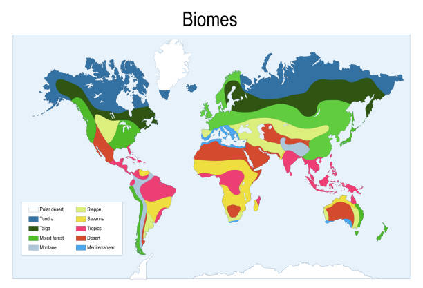 Temperate Rainforest World Map Color Map Of The Main Biomes In The World 