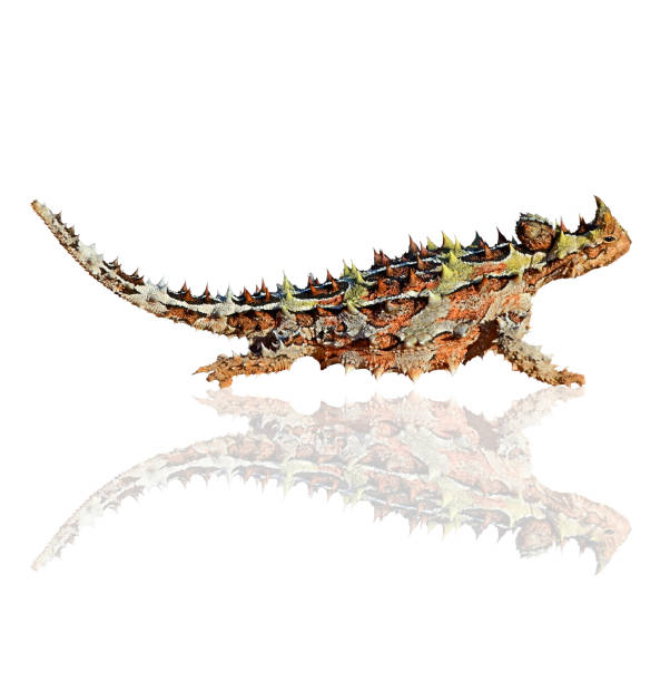 thorny teufel isoliert auf weißem hintergrund - thorny devil lizard stock-fotos und bilder