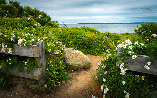Seascape over the footpath passing through the wild plants bushes with boulders on a cloudy day on Cape Cod Island