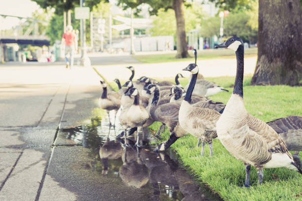 istock Geese on a trail in Tom McCall Waterfront Park 1262619264