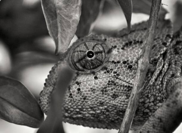 istock Chameleon on a branch under the sun 1262619314