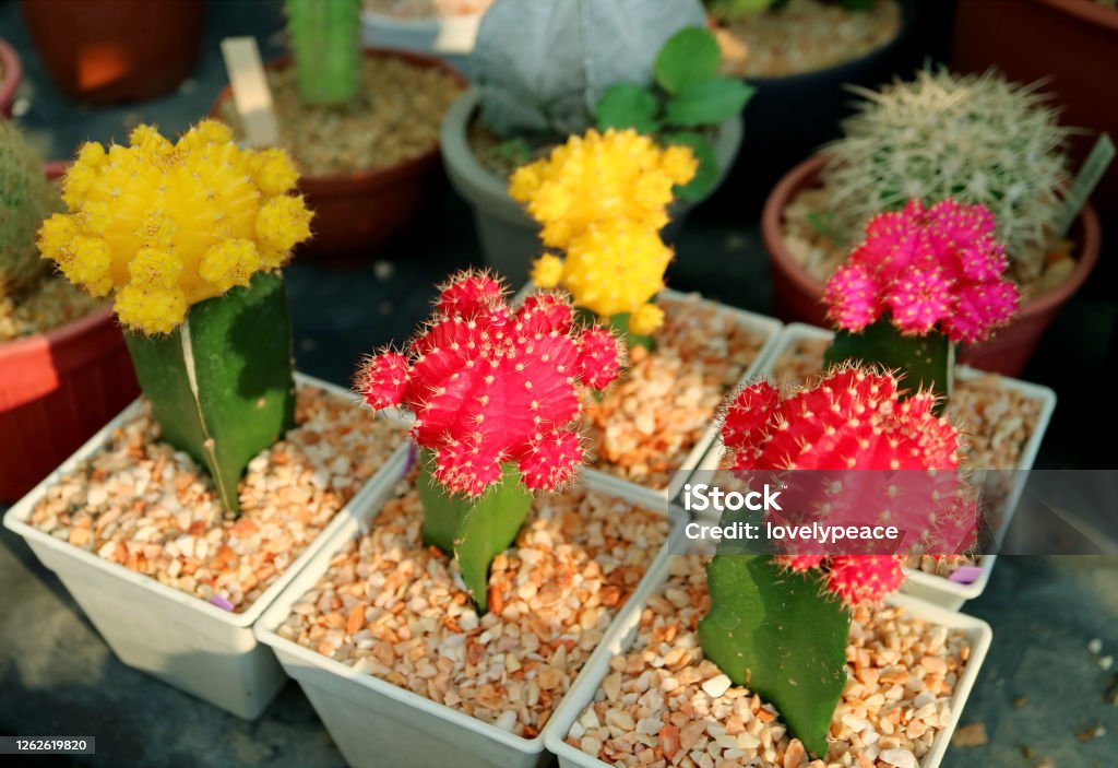 Collection of Colorful Potted Hibotan Cacti pr Moon Cactus Plants at House Veranda Moon Cactus Stock Photo