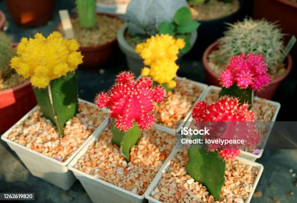Collection Of Colorful Potted Hibotan Cacti Pr Moon Cactus Plants At House Veranda Stock Photo - Download Image Now
