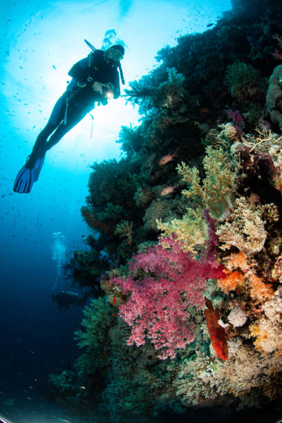 istock Underwater Scuba diver explore and enjoy Coral reef Sea life 1262619947