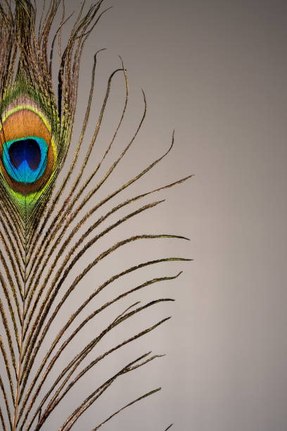 istock Colored mature male peacock  feather 1262620467