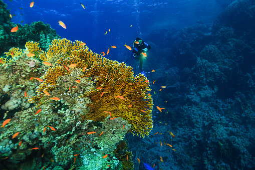 Freediver lady in bikini glides underwater near coral reef with tropical fish in blue transparent ocean