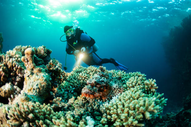 istock Underwater Scuba diver explore and enjoy Coral reef Sea life 1262620996