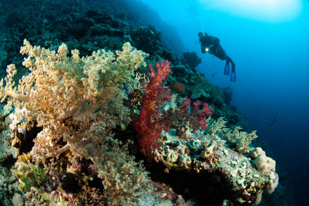 istock Underwater Scuba diver explore and enjoy Coral reef Sea life 1262621352