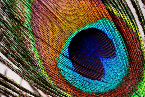 istock Colored mature male peacock  feather 1262621379