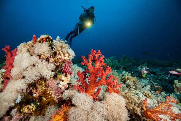 Underwater Scuba diver explore and enjoy Coral reef Sea life wreck dive , school of fish , anemon , tropical fish , Nemo , clown fish , caretta great barrier reef coral stock pictures, royalty-free photos & images