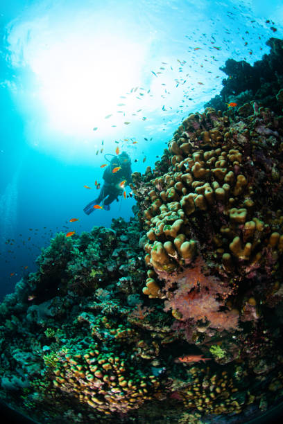 istock Underwater Scuba diver explore and enjoy Coral reef Sea life 1262622230