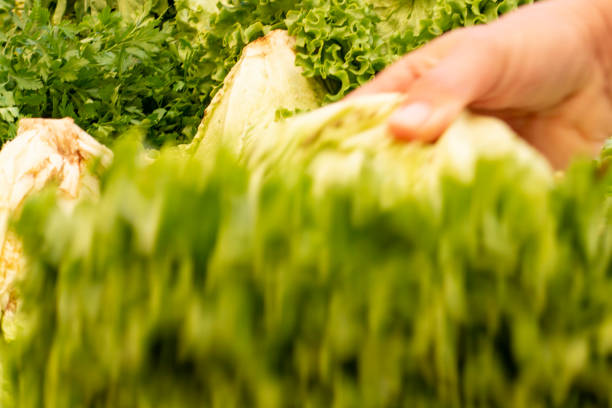 Shopping at the farmers market,Lettuce