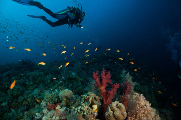 istock Underwater Scuba diver explore and enjoy Coral reef Sea life 1262623536