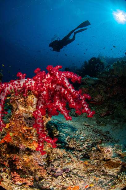istock Underwater Scuba diver explore and enjoy Coral reef Sea life 1262623686