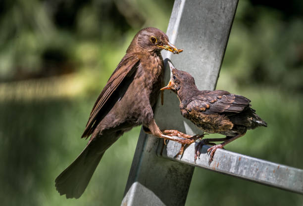 Young Eurasian Blickbird Fledgling Sits On Ladder and Gets Fed With Insect By Its Mother Young Eurasian Blickbird Fledgling Sits On Ladder and Gets Fed With Insect By Its Mother common blackbird turdus merula stock pictures, royalty-free photos & images