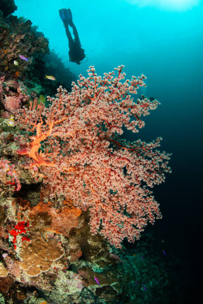 istock Underwater Scuba diver explore and enjoy Coral reef Sea life 1262625053