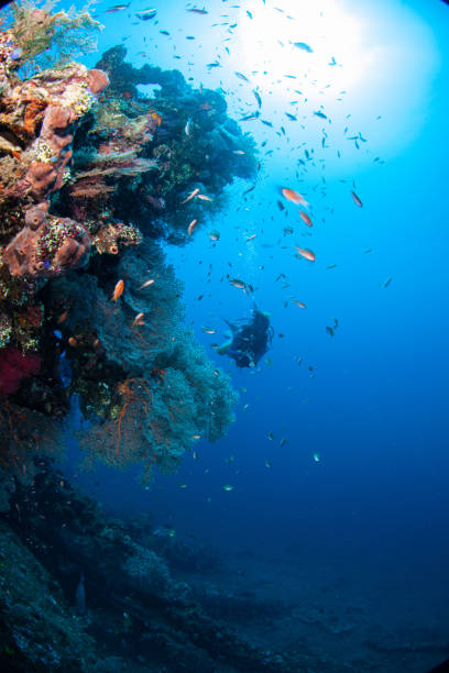 istock Underwater Scuba diver explore and enjoy Coral reef Sea life 1262625086