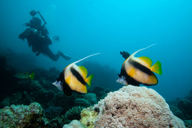 istock Underwater Scuba diver explore and enjoy Coral reef Sea life 1262626148