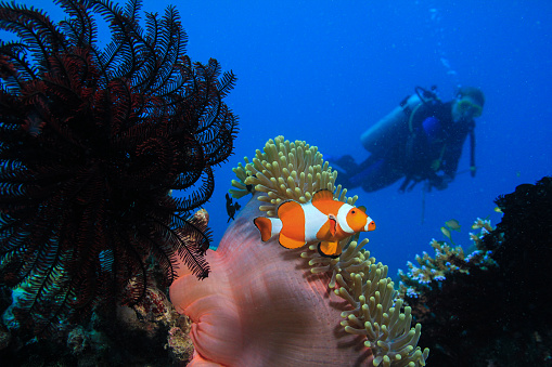 wreck dive , school of fish , anemon , tropical fish , Nemo , clown fish , caretta