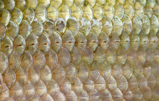 istock Real crucian fish scales - natural background. 1262627330