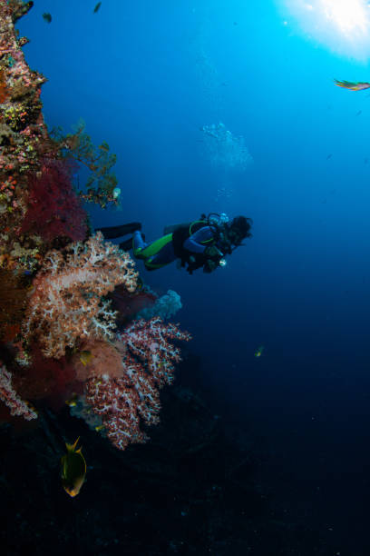 istock Underwater Scuba diver explore and enjoy Coral reef Sea life 1262627372