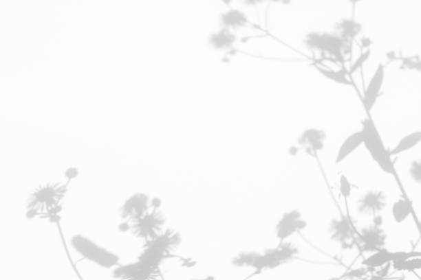 istock Gray shadows of flowers and grass on white wall 1262627444