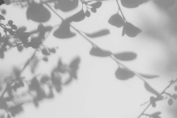 istock gray shadow of leaves on a white wall 1262627483