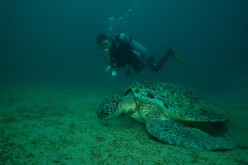 Green Sea Turtle (Chelonia mydas) underwater