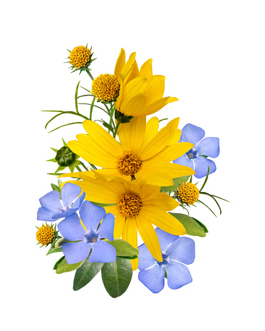 yellow and blue wild primrose spring flowers bouquet isolated on white background