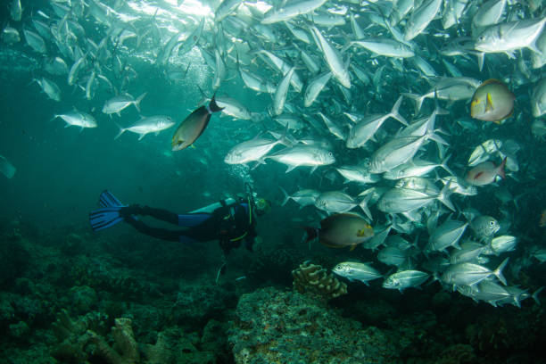istock Underwater Scuba diver explore and enjoy Coral reef Sea life 1262627686