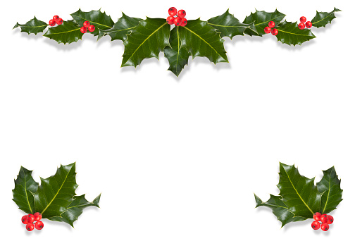 Festive holly design element