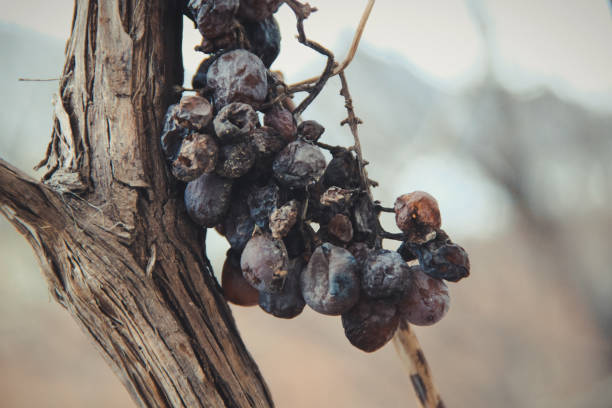 istock Dried grapes on a tree branch close up 1262628822