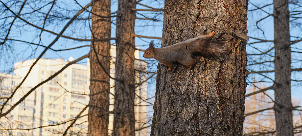 A squirrel runs along a tree trunk in a city park. Cityscape Banner