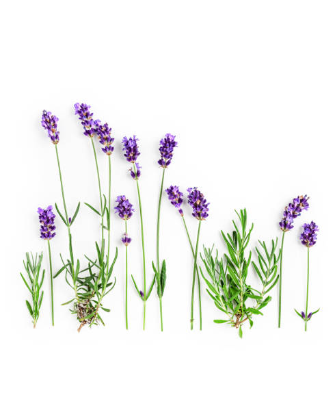 istock Lavender flowers and leaves creative layout 1262629312