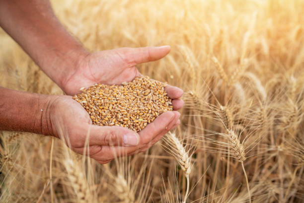 fermier touchant des têtes d’or de blé - seed human hand wheat cereal plant photos et images de collection