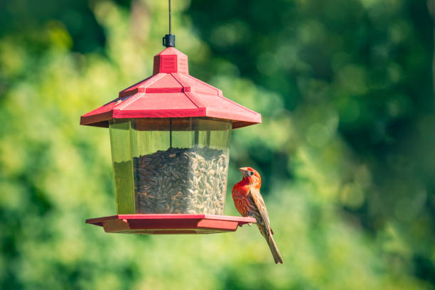 House Finch at Feeder in Pennsylvania A House Finch at a feeder outdoors in Pennsylvania. bird feeder photos stock pictures, royalty-free photos & images