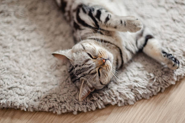 istock Fluffy kitten  (Scottish Stright breed), slipping on the rug. 1262634579