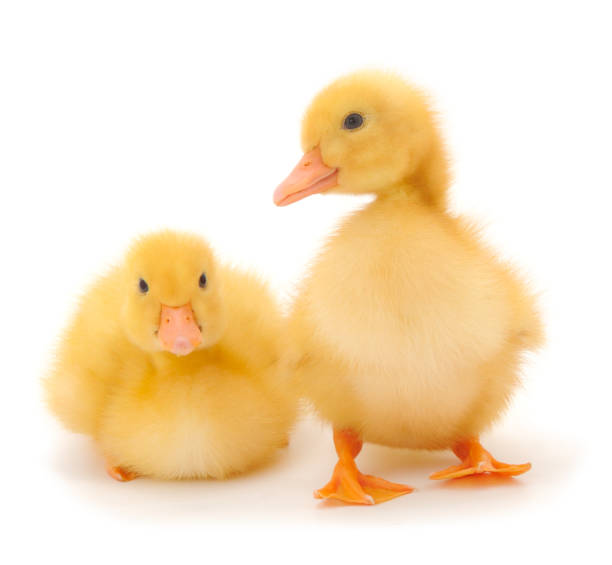 istock Little cute duckling. 1262637138