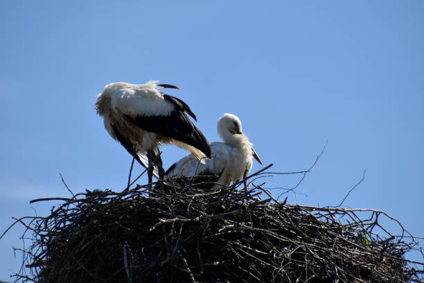 istock Storks in the nest, family. 1262640200