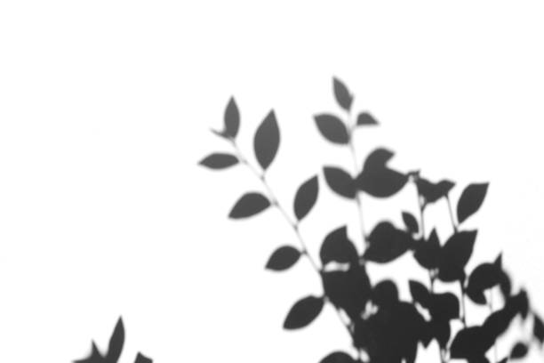 istock Shadow overlay effect for photo. Shadows from tree leaves and tropical branches on a white wall in sunlight. 1262641901