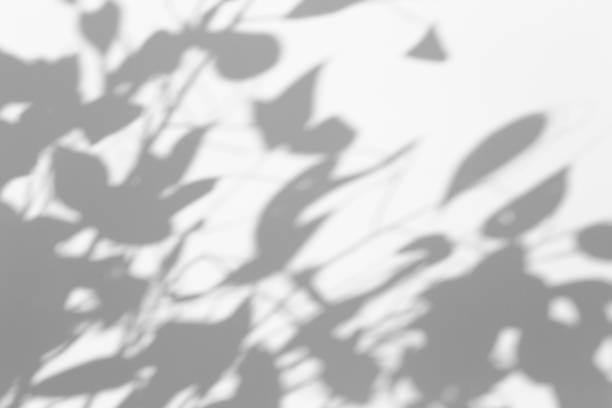 istock Shadow overlay effect for photo. Shadows from tree leaves and tropical branches on a white wall in sunlight. 1262641904