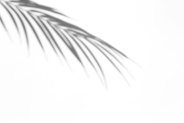 istock Shadow overlay effect for photo. Shadows from palm leaves and tropical branches on a white wall in sunlight. 1262641914