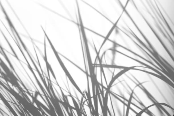 istock Shadow overlay effect for photo.  Grass and plant shadows on white clean wall in sunlight 1262641925