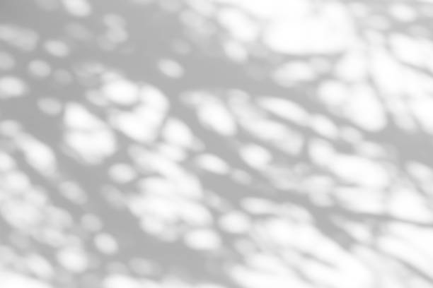 istock Shadow overlay effect for photo. Shadows from tree leaves and tropical branches on a white wall in sunlight. 1262641929