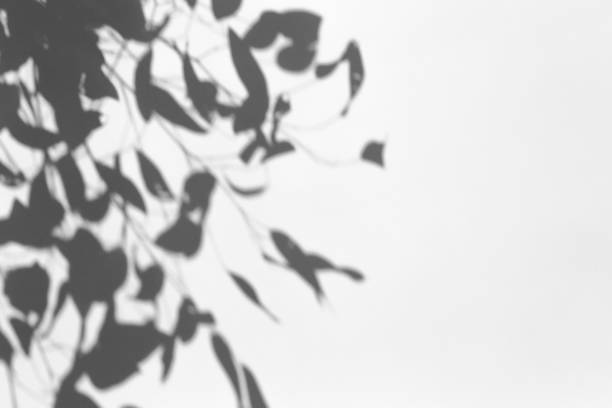istock Shadow overlay effect for photo. Shadows from tree leaves and tropical branches on a white wall in sunlight. 1262641933