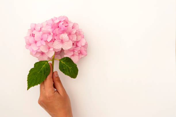 istock Hand holding pink hydrangea flower on white background, top view. Copy space. 1262645189
